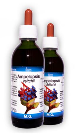 AMPELOPSIS VEITCHII MG 150ML D