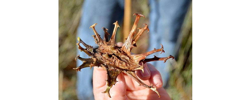 ARTIGLIO DEL DIAVOLO : PROPRIETA’ E BENEFICI