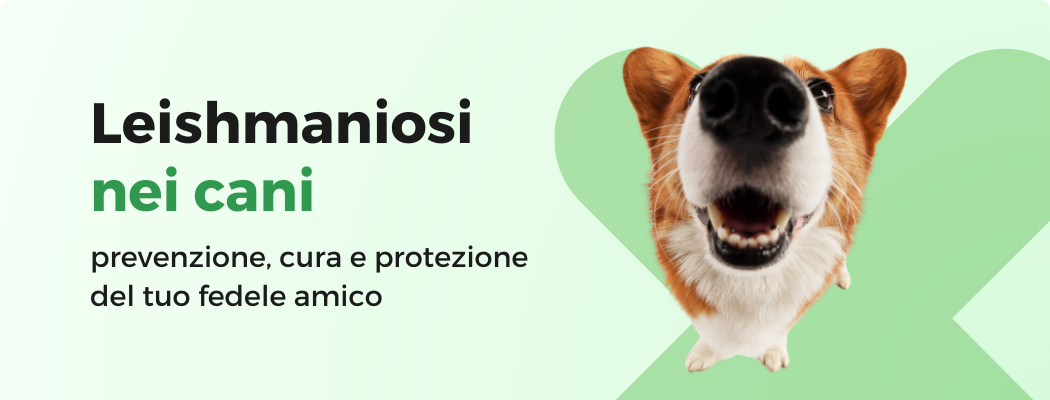 LEISHMANIOSI NEI CANI: PREVENZIONE E TRATTAMENTO DEL TUO FEDELE AMICO