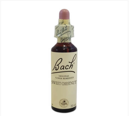 BACH CENTER ESS SWEET CHESTN20