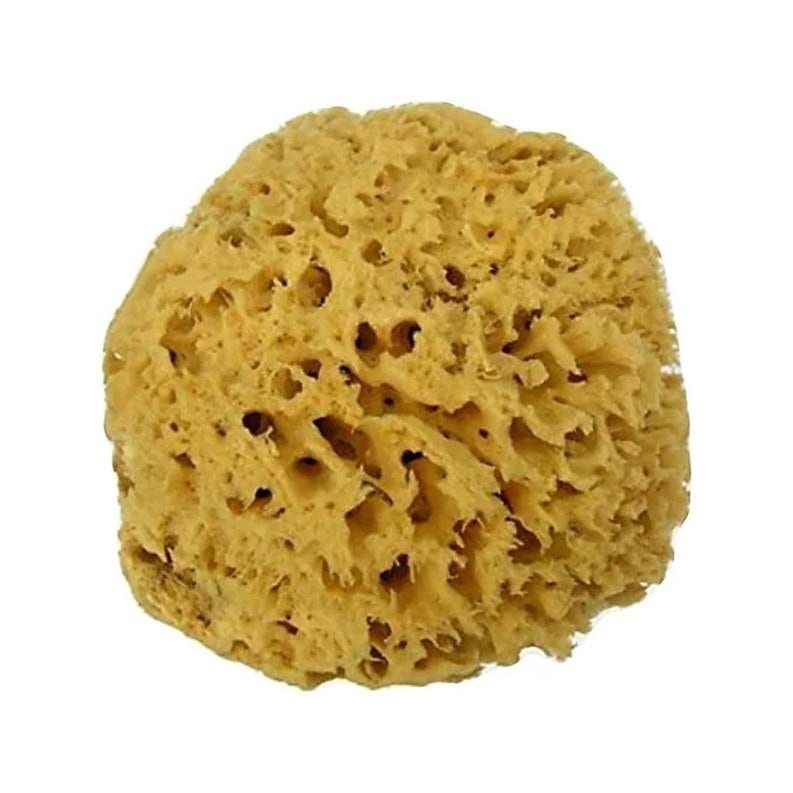 Alcea Spugna Arcipelago Mediterraneo Naturale 10